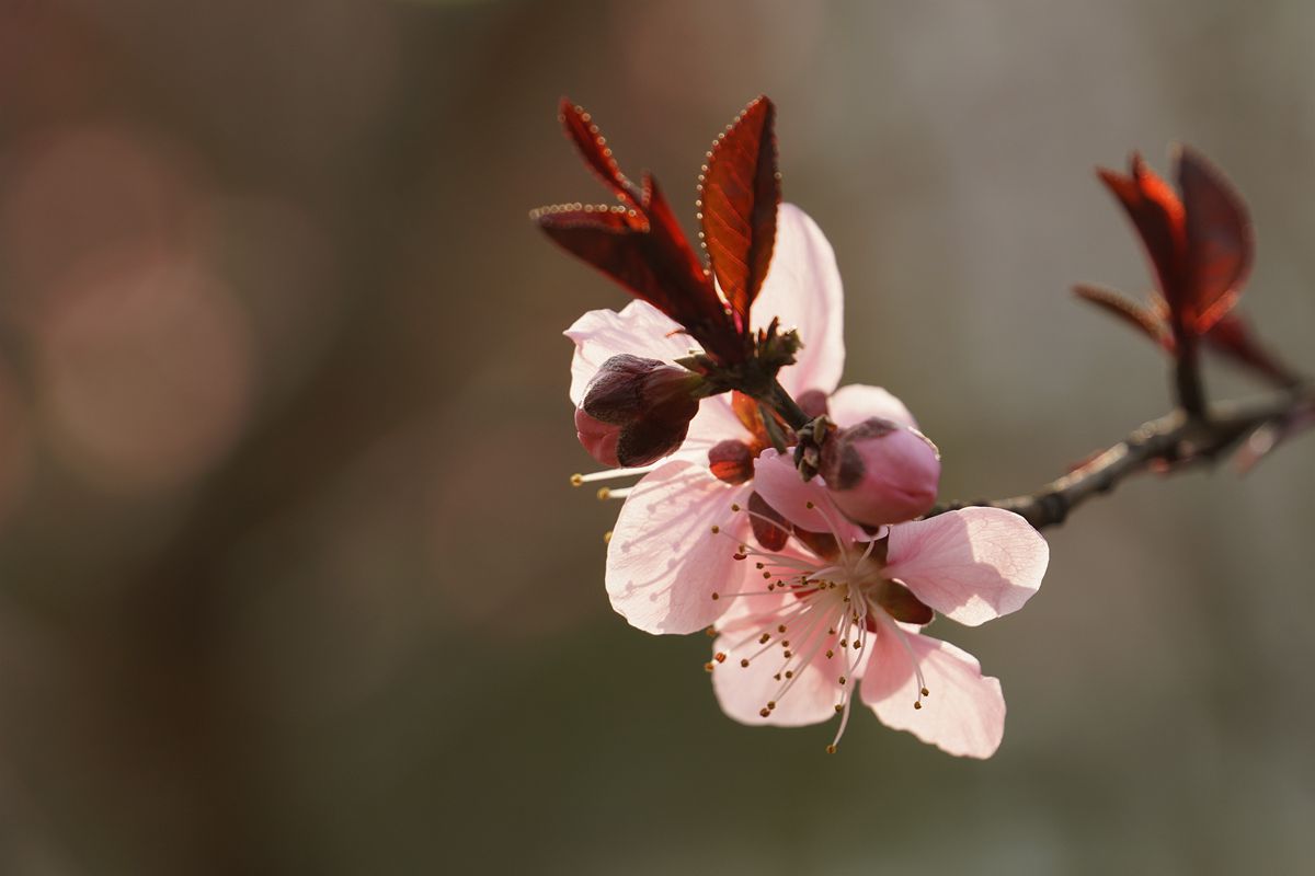 山桃花随拍