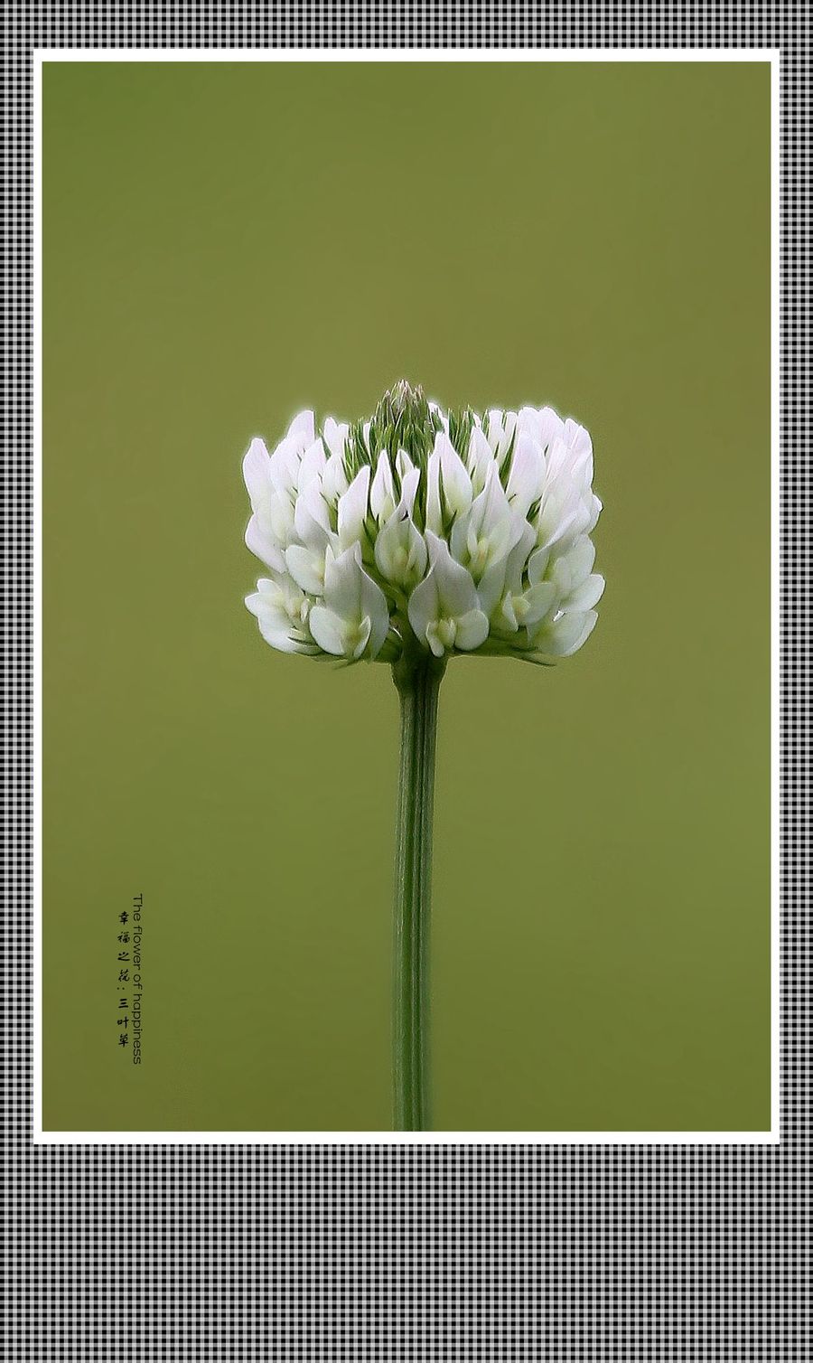三叶草花