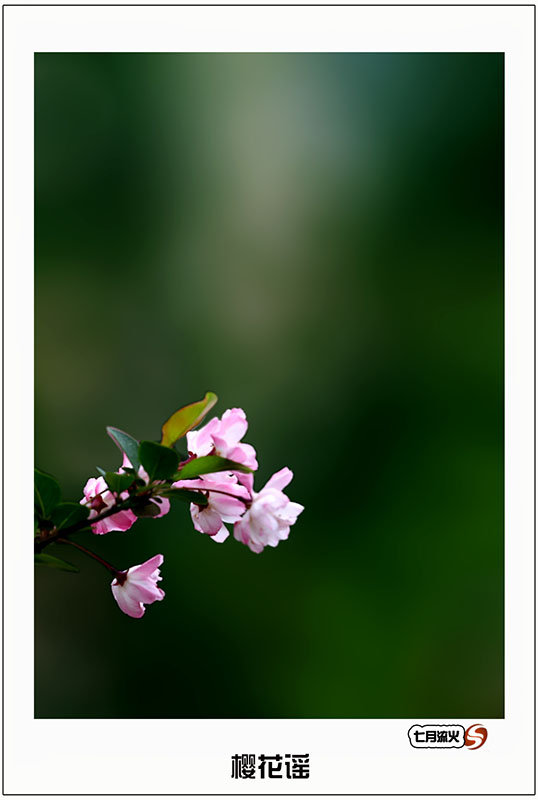 樱花谣