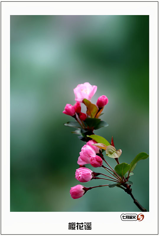 樱花谣