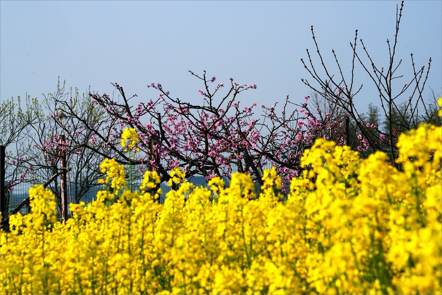 鲜花盛开的村庄 (共 20 p)