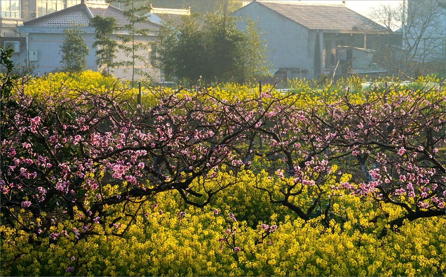 鲜花盛开的村庄