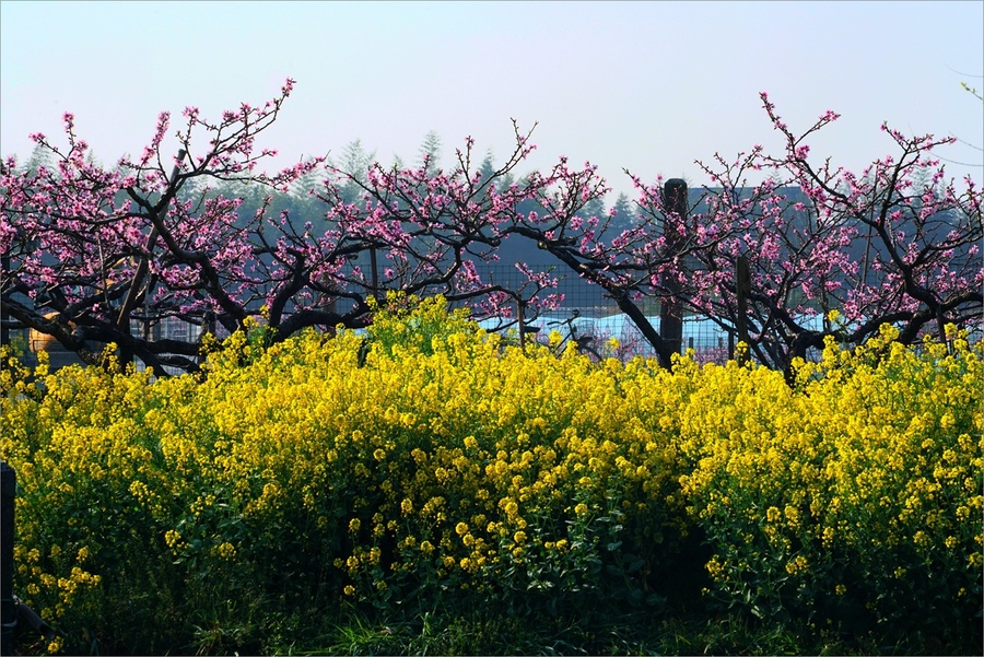 鲜花盛开的村庄 (共 20 p)