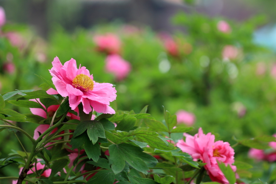 花开时节动京城