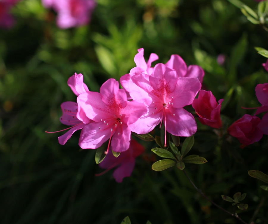 四月季节花满天