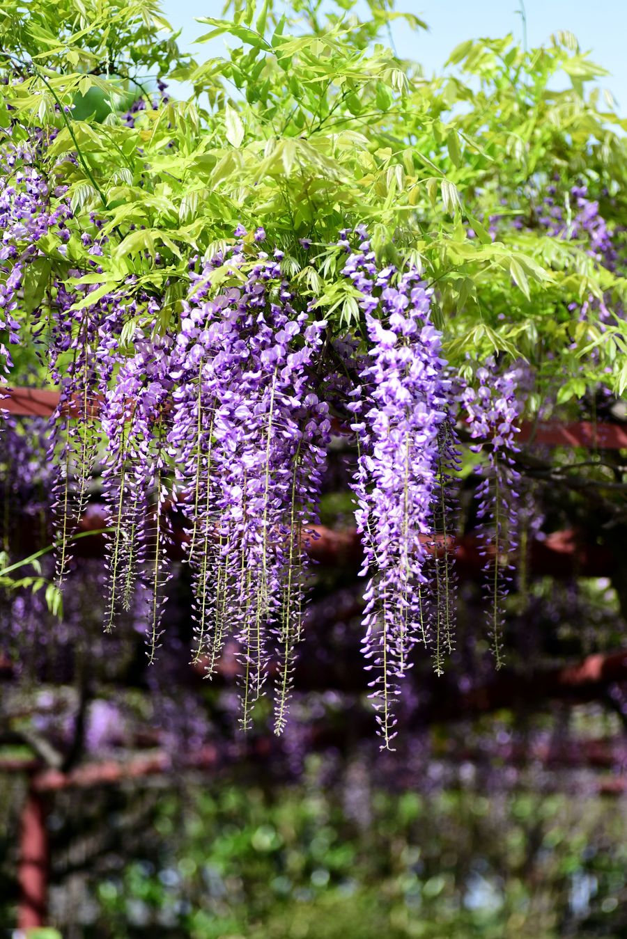紫藤花香