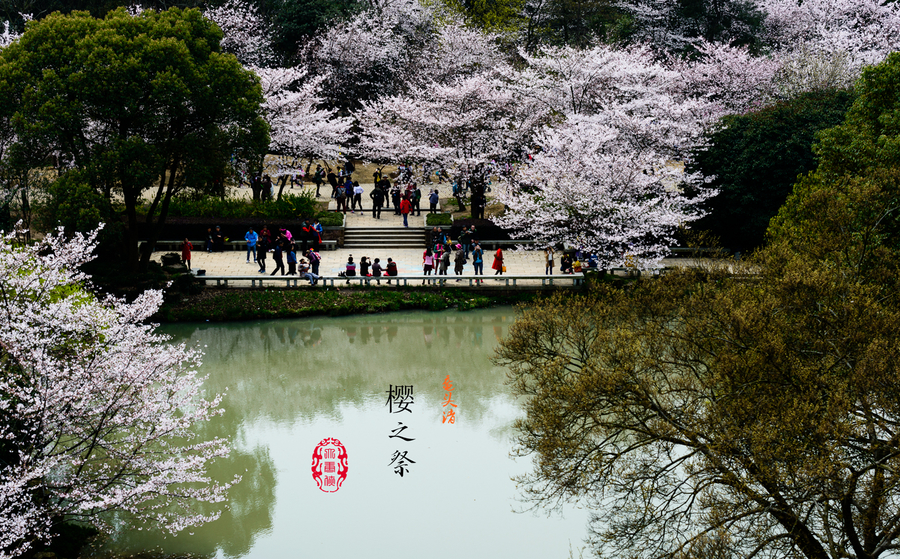 鼋头渚樱花谷