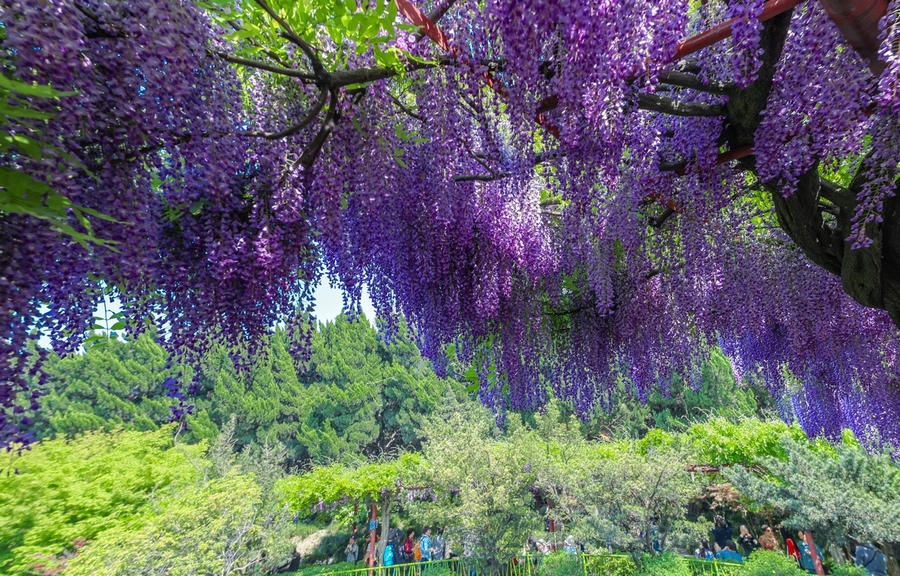 上海嘉定紫藤公园