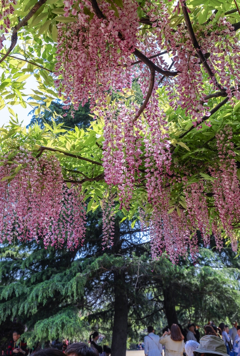 上海嘉定紫藤公园