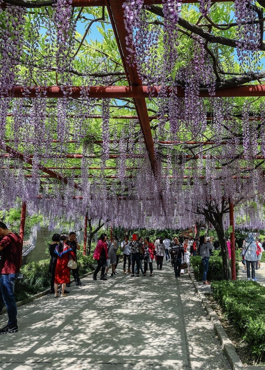 上海嘉定紫藤公园