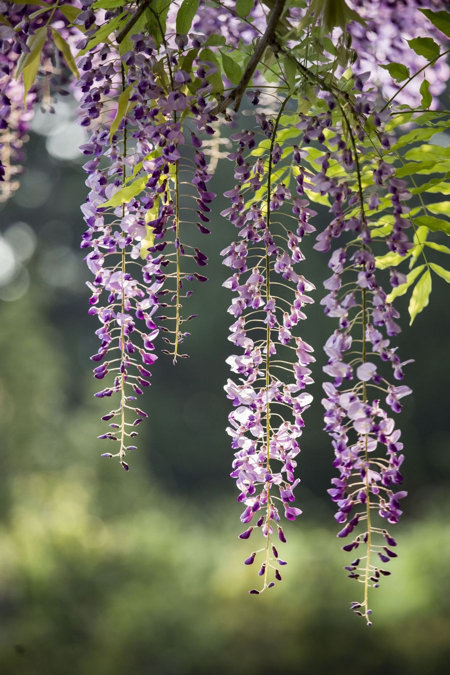 藤花紫蒙茸,藤叶青扶疏