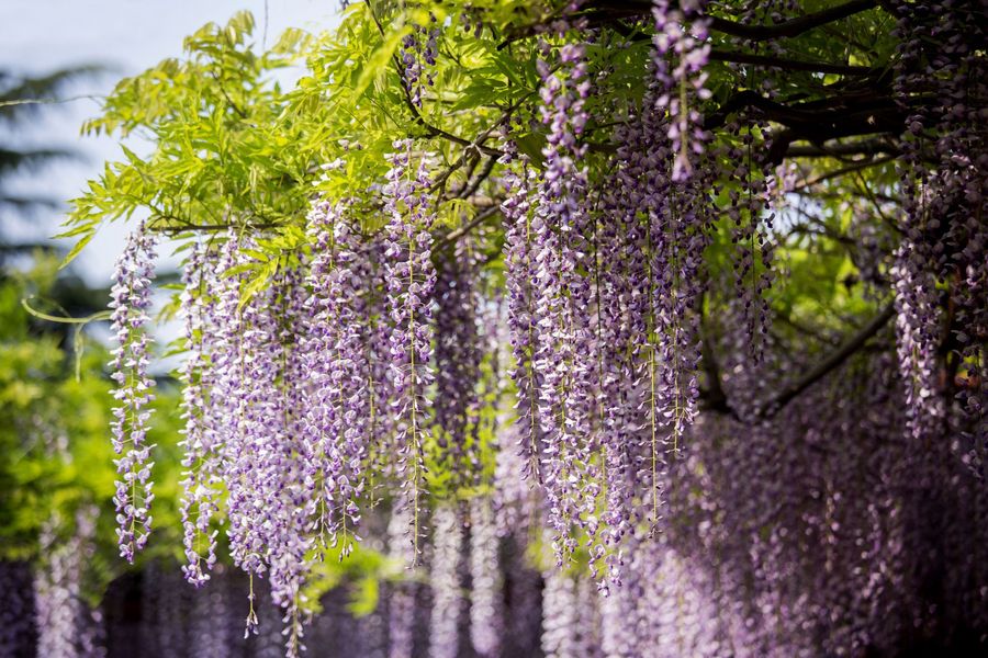 藤花紫蒙茸,藤叶青扶疏