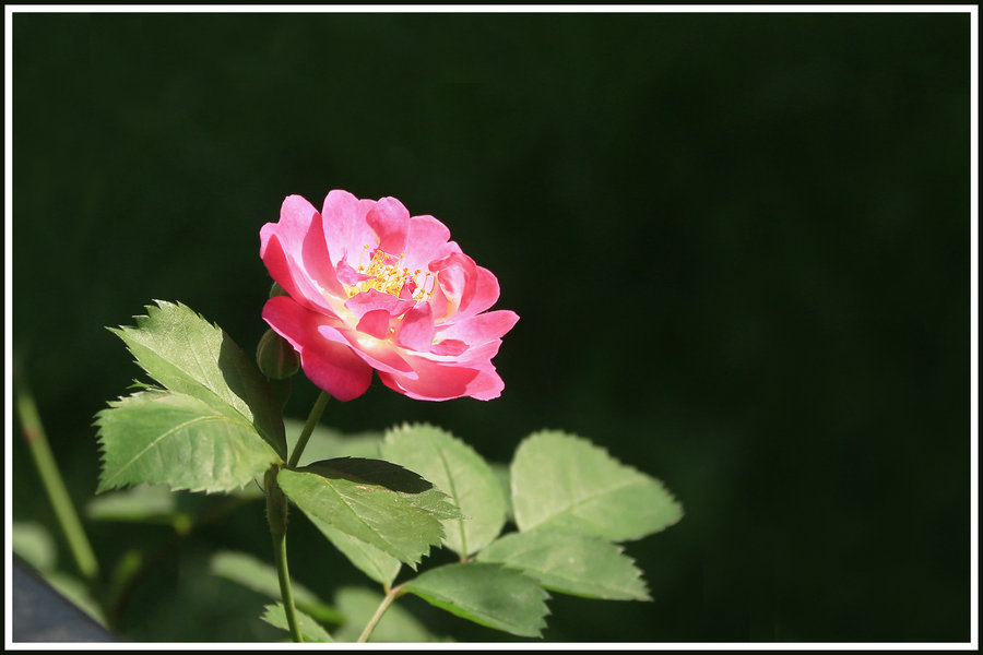 围栏上的蔷薇花