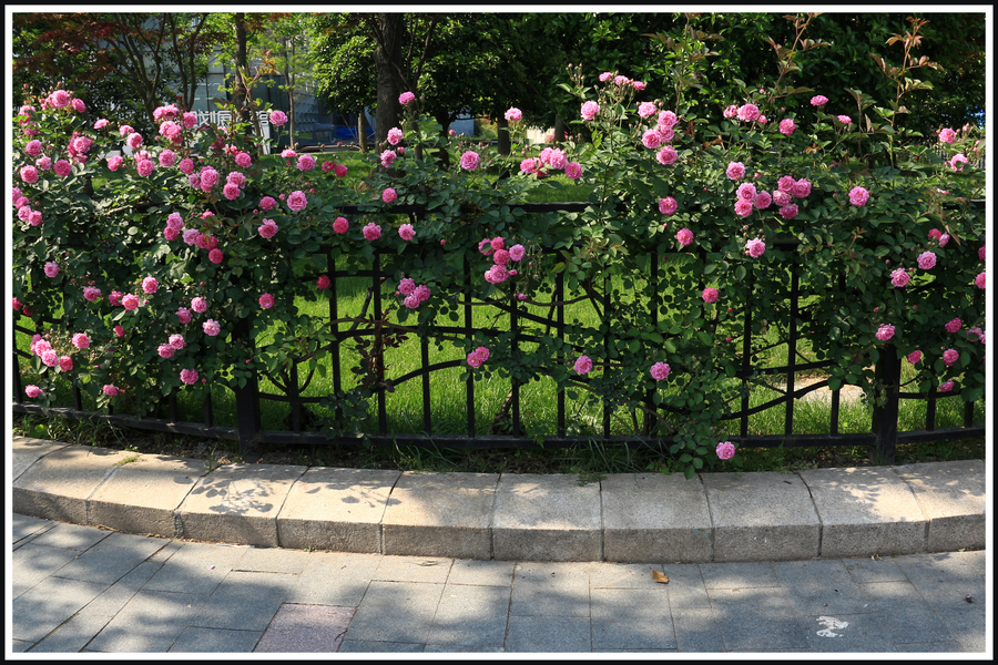 围栏上的蔷薇花 (共 9 p)
