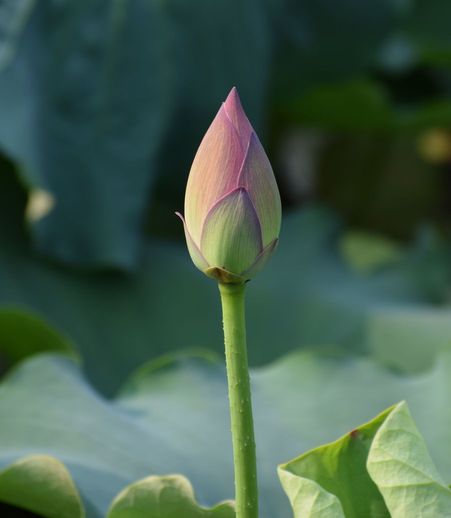 公园荷花开了,我家的才发芽
