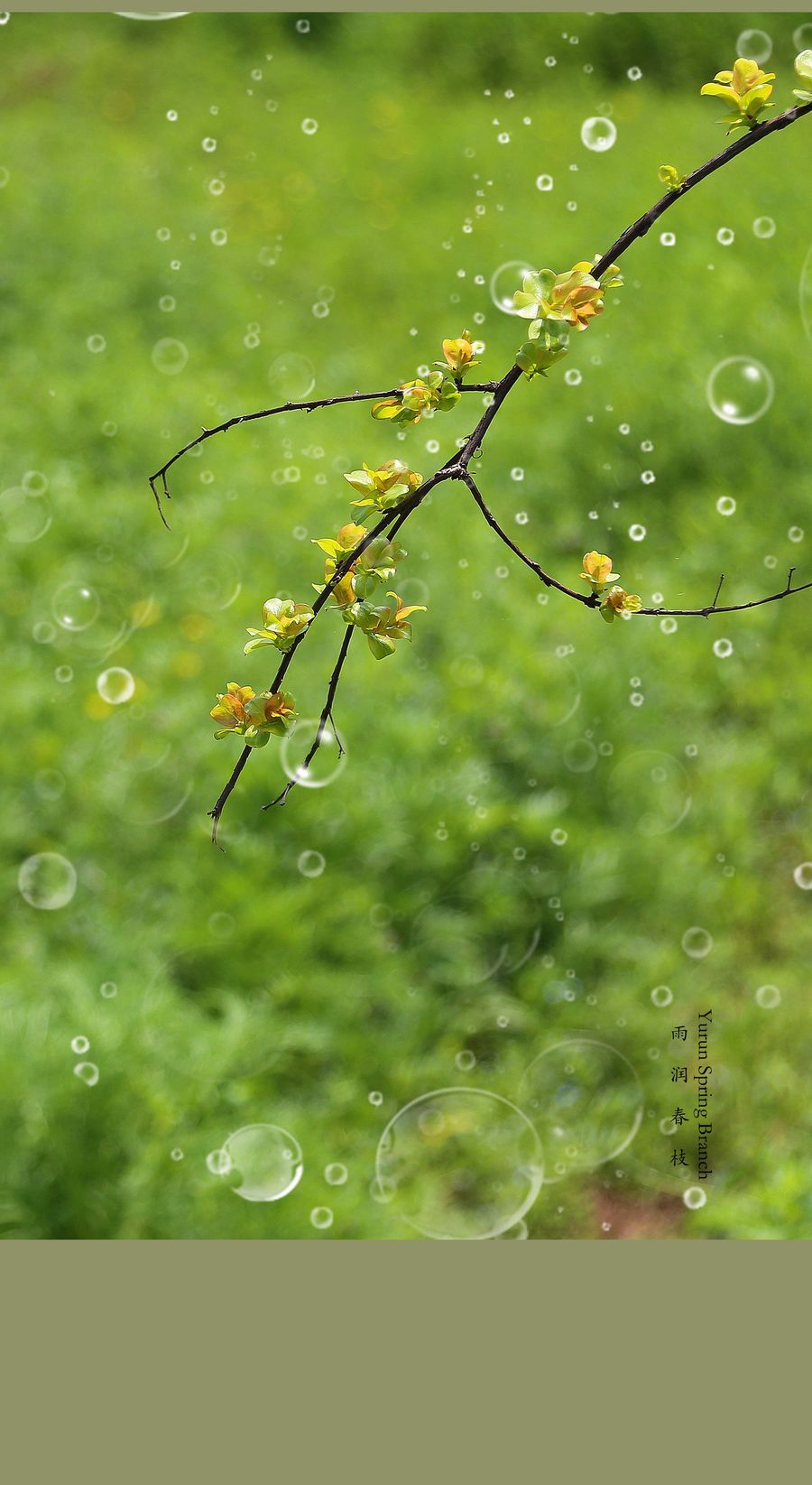 雨润春枝[2]