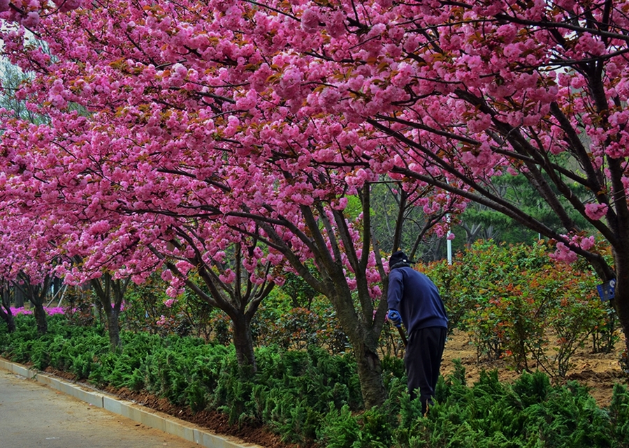 校园樱花