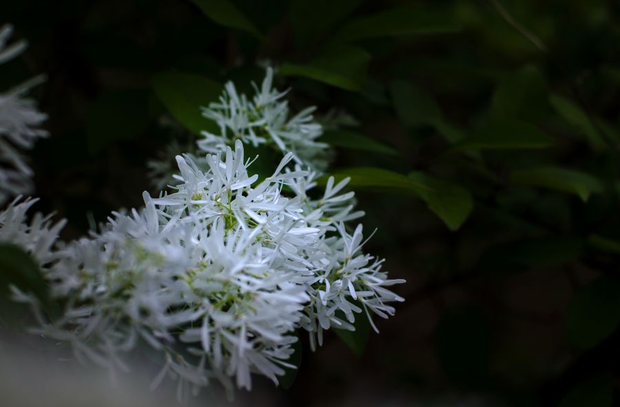 轻舞曼妙流苏花 (共 10 p)