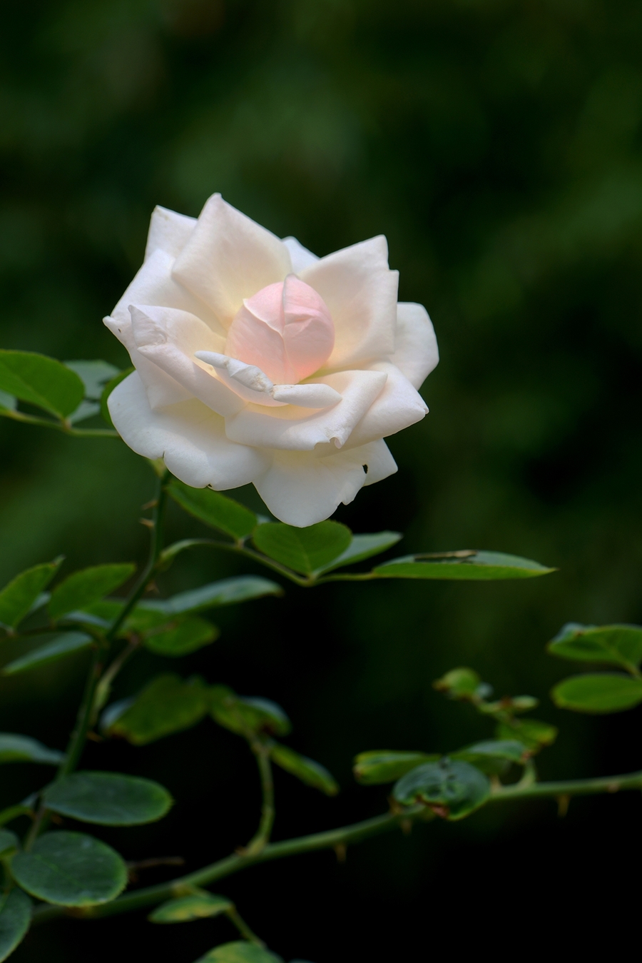 醉美月季花