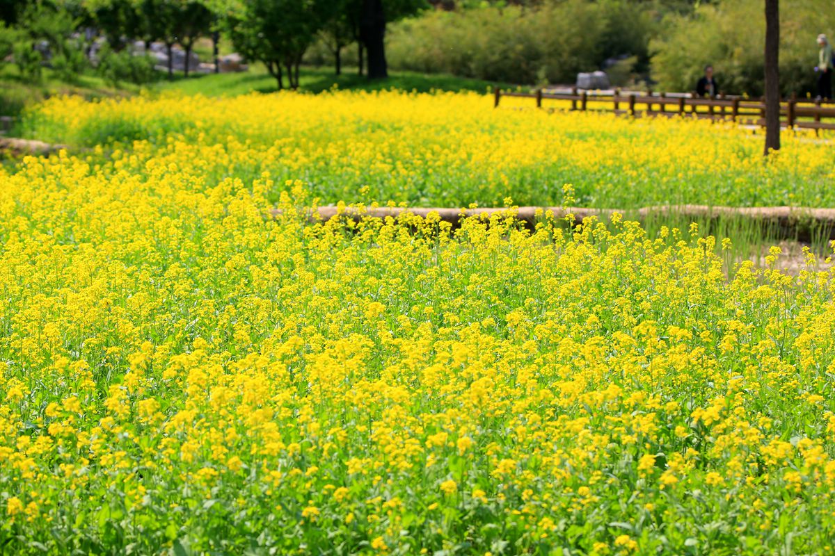 山水园油菜花