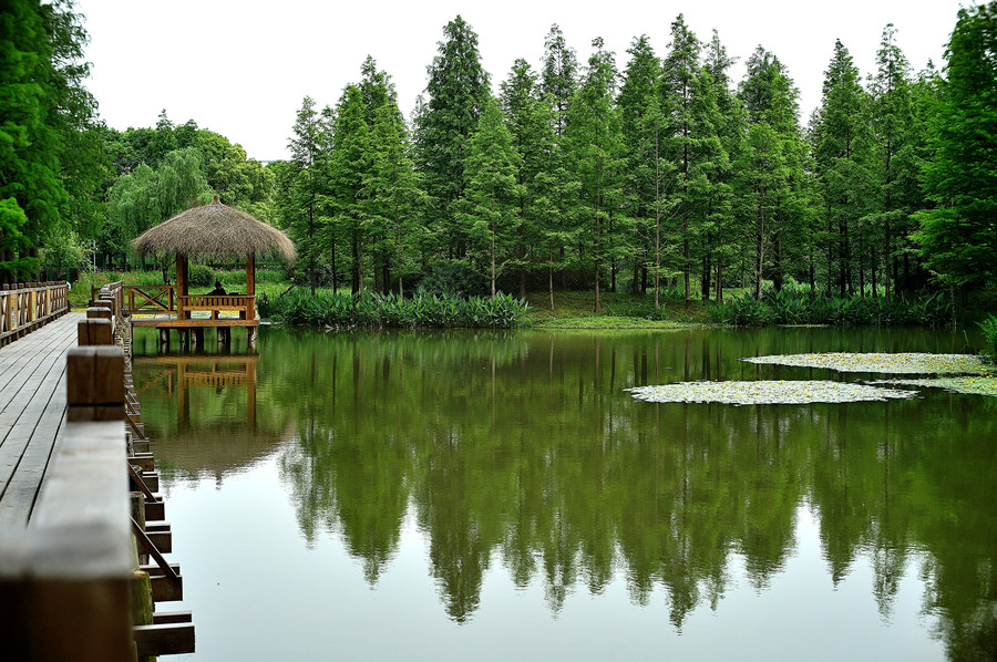 刚去一个上海的新景点:青西郊野公园