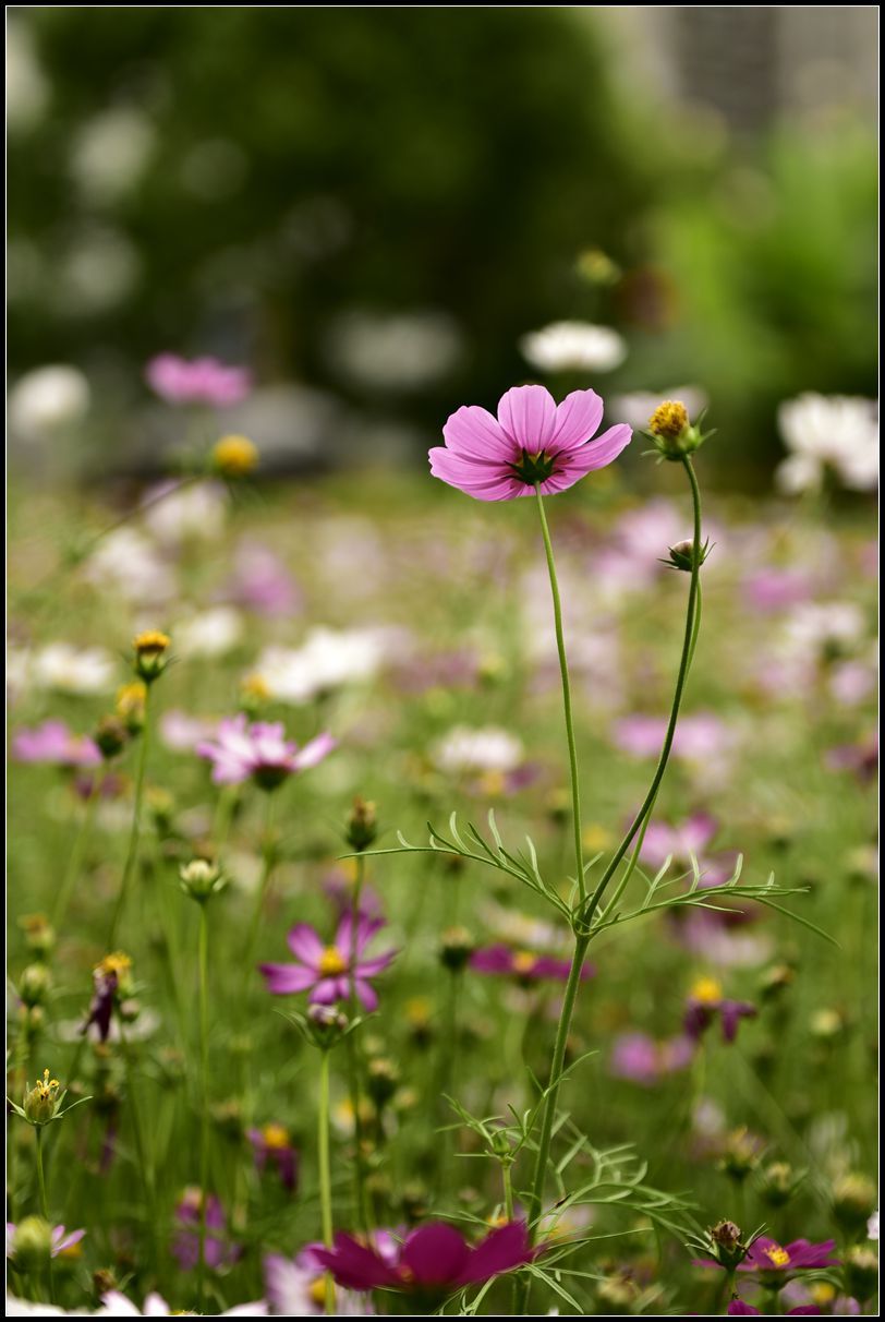 格桑花