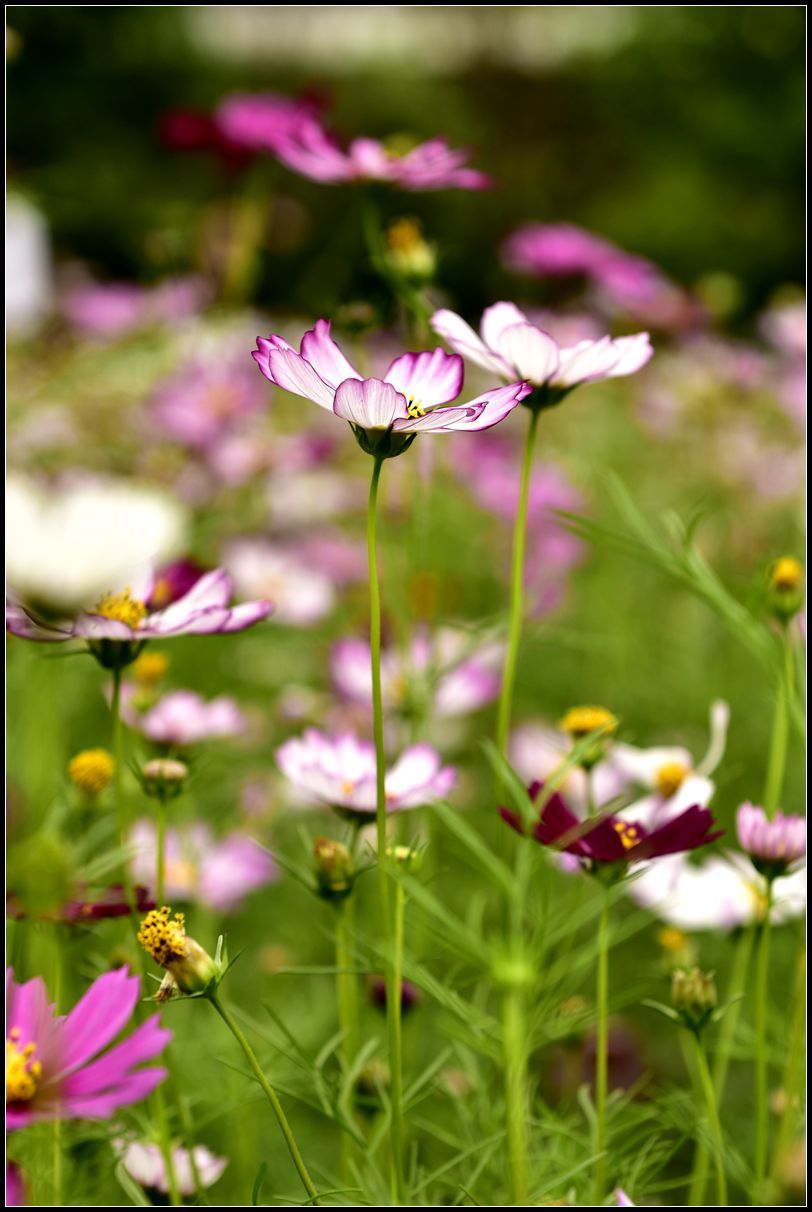 格桑花