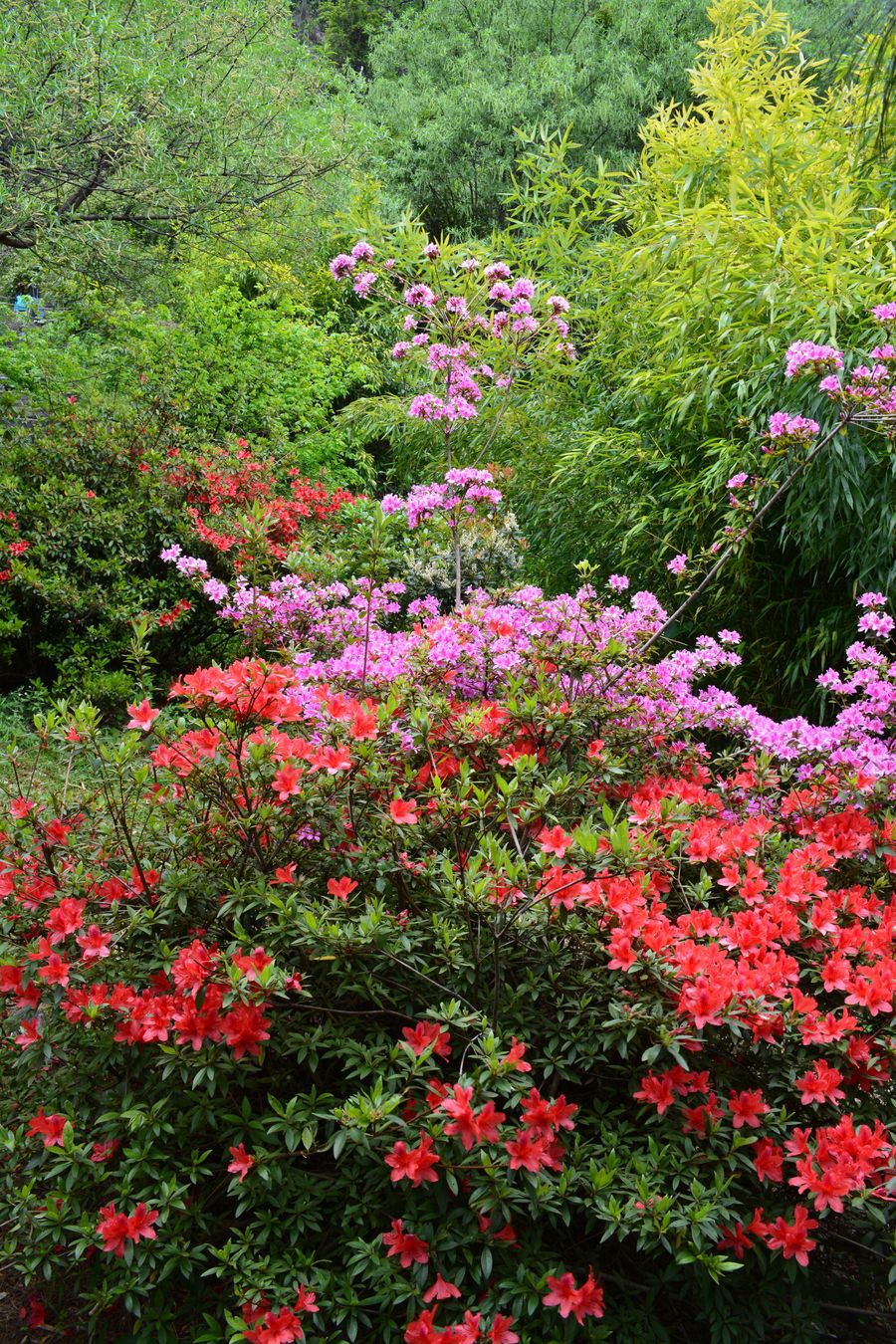 玉带路随拍之山花烂漫