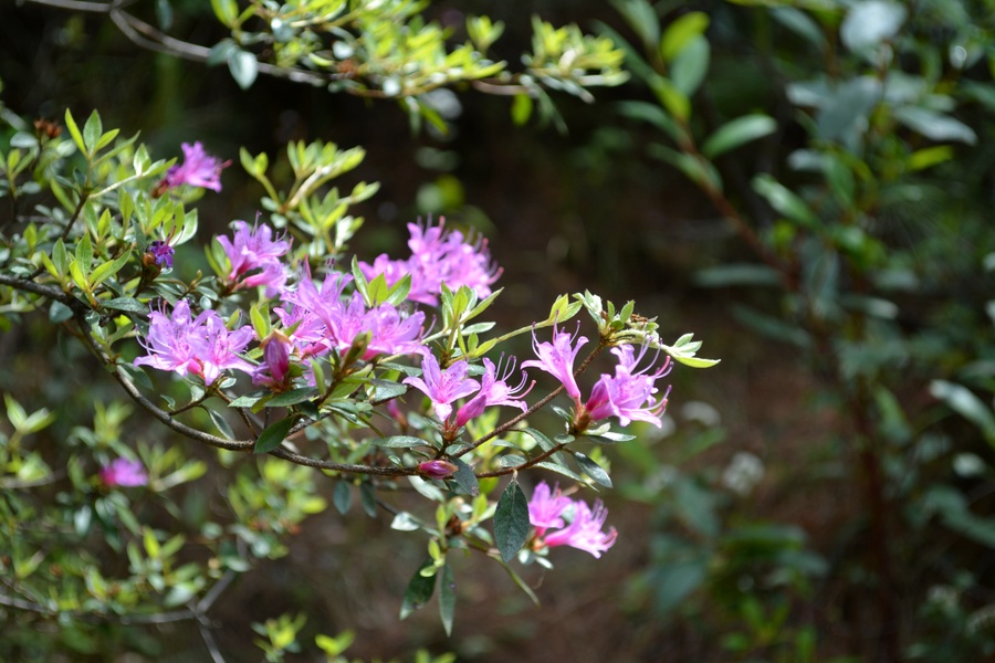 玉带路随拍之山花烂漫