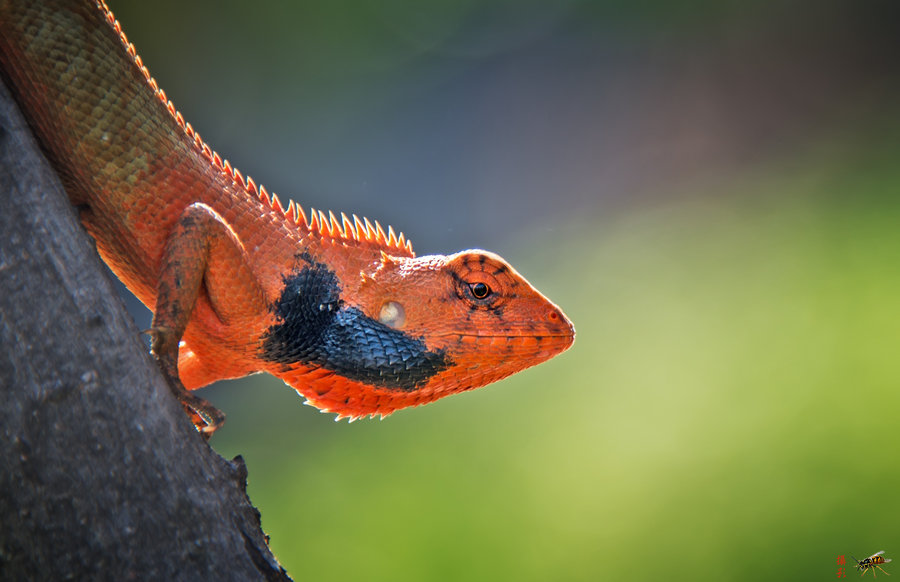 生态摄影——逆光下的变色树蜥
