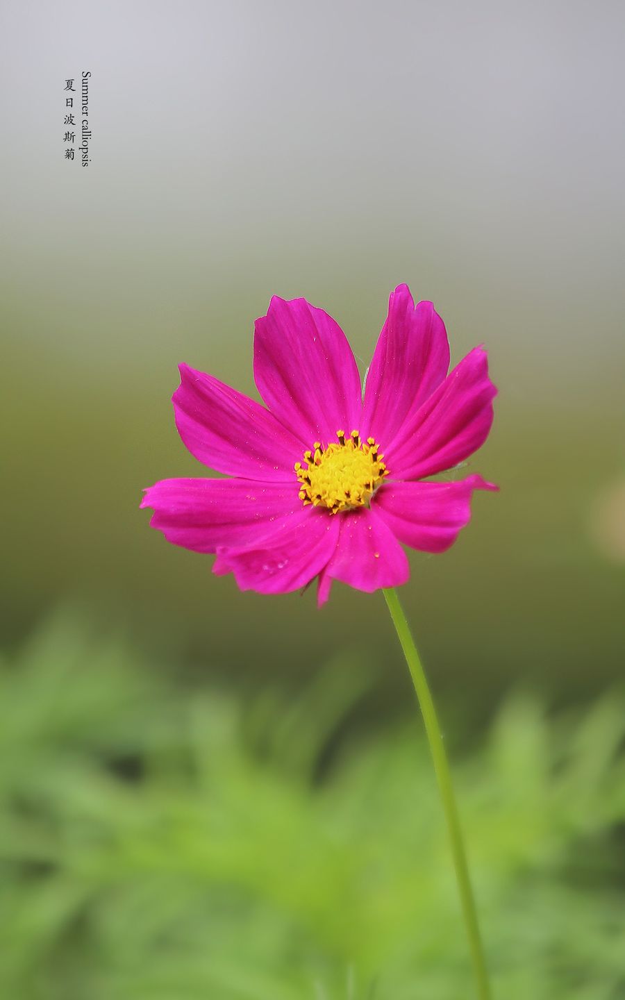 夏日波斯菊