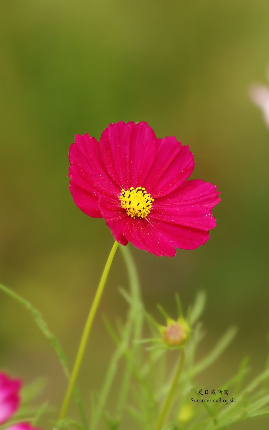 夏日波斯菊