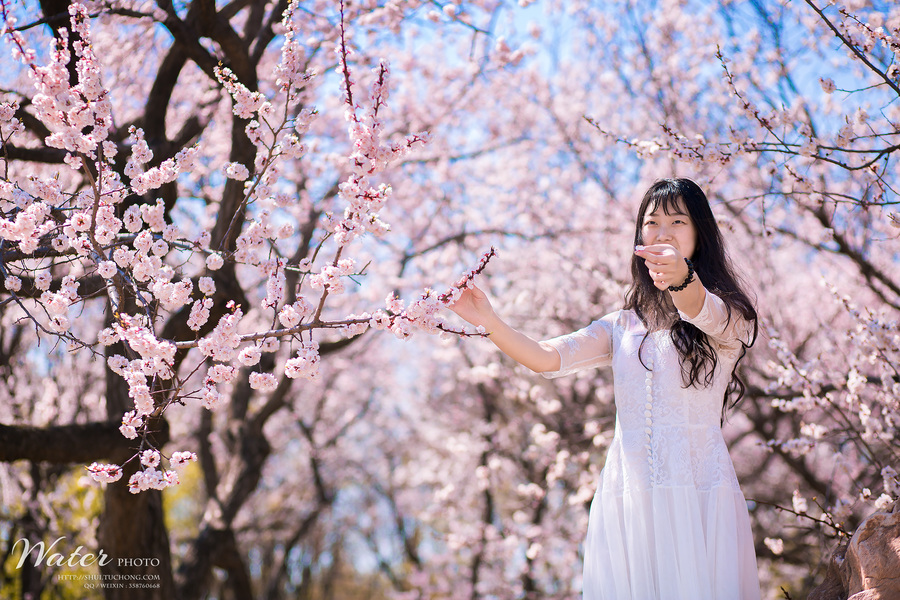 春日桃花