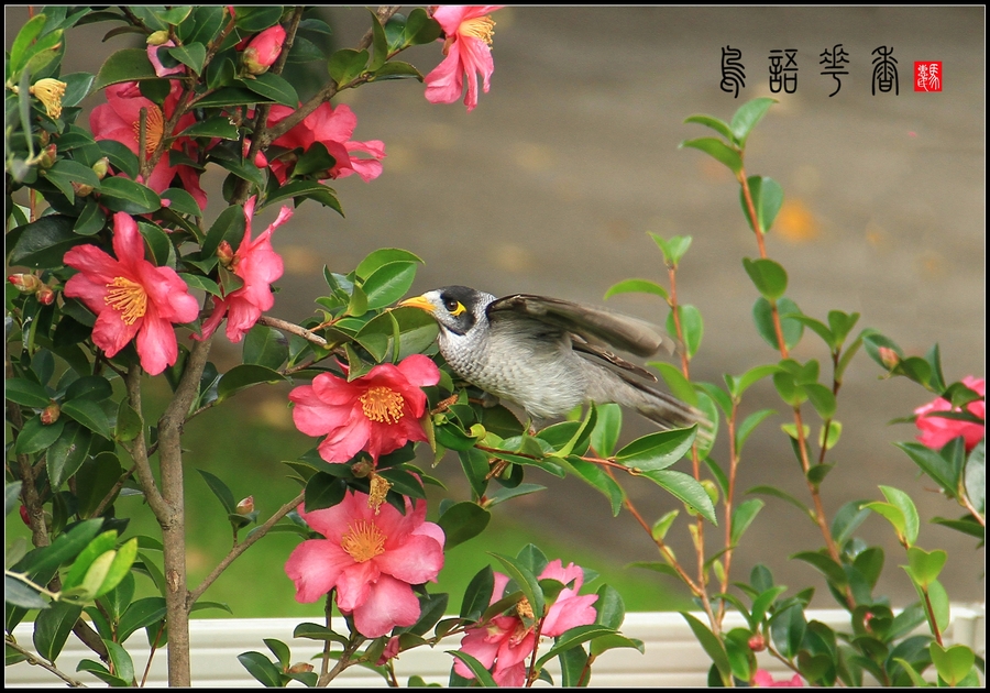 鸟语花香