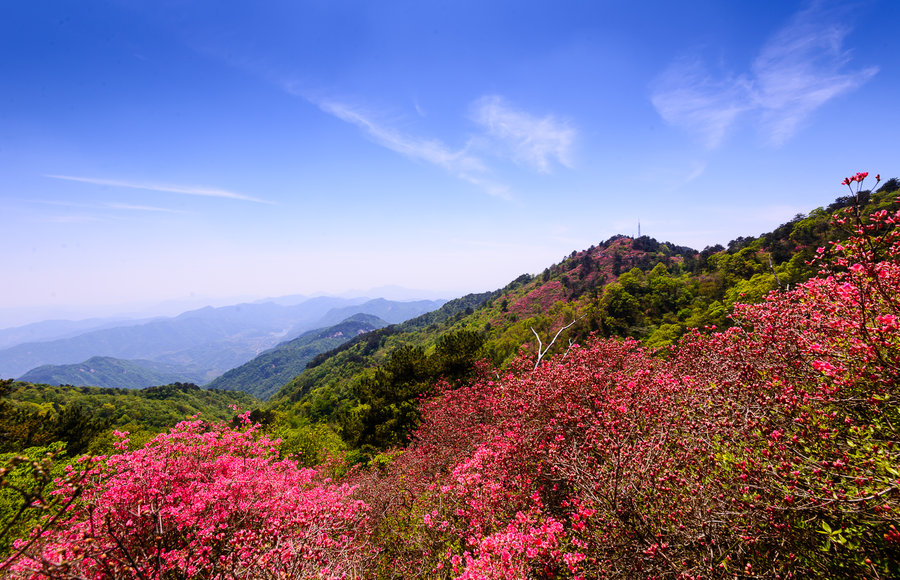 麻城杜鹃