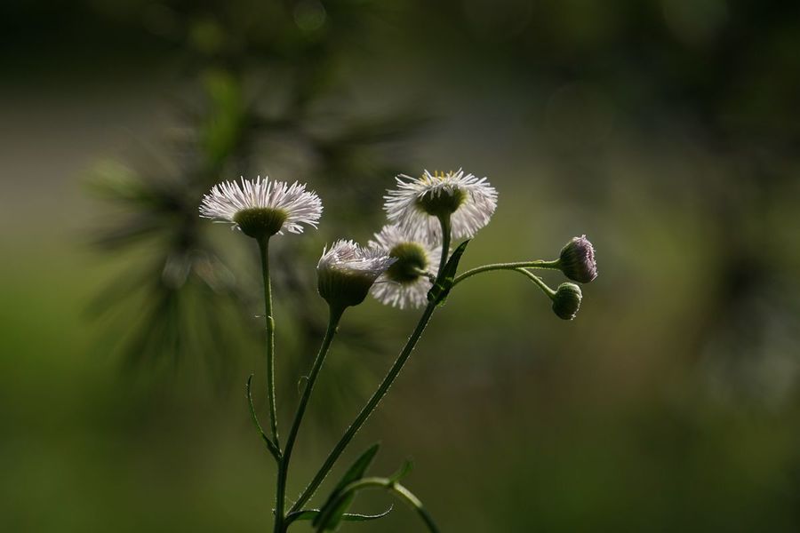 "更行更远还生"的野草花