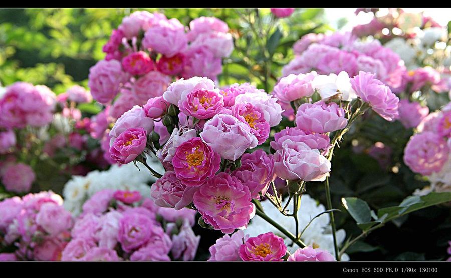 爱的思念——蔷薇花 (共 14 p)