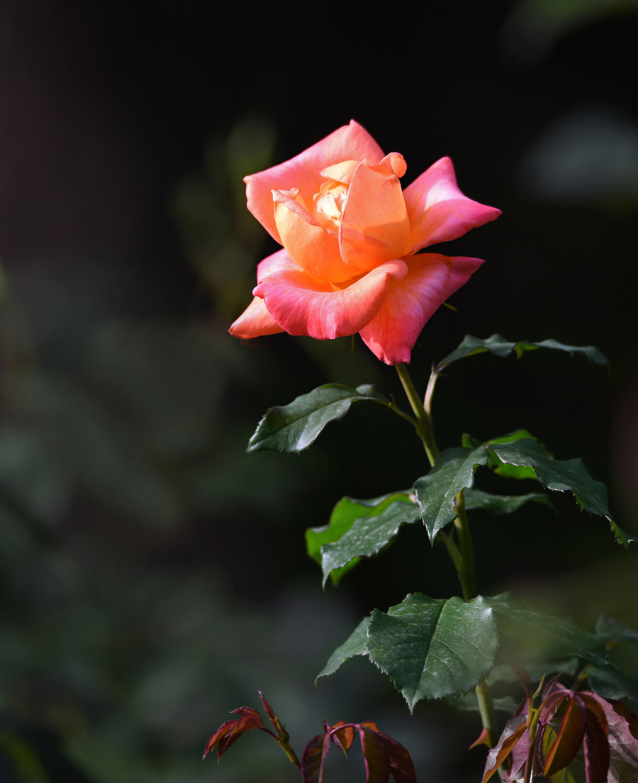 月季花集萃