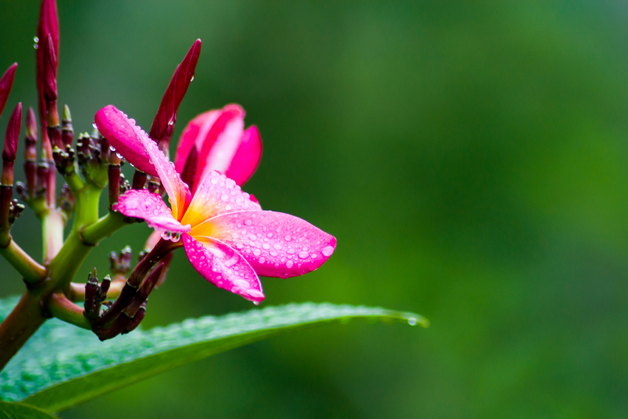 雨后的鸡蛋花