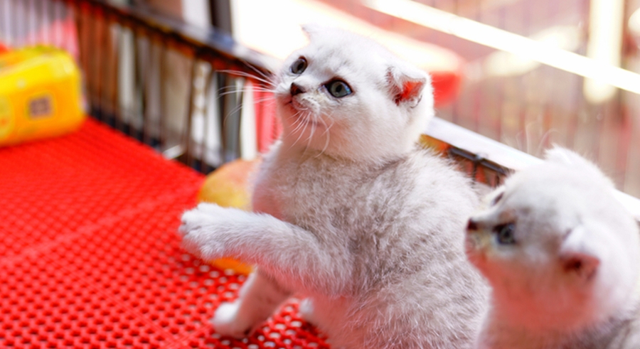 淘气的小猫咪
