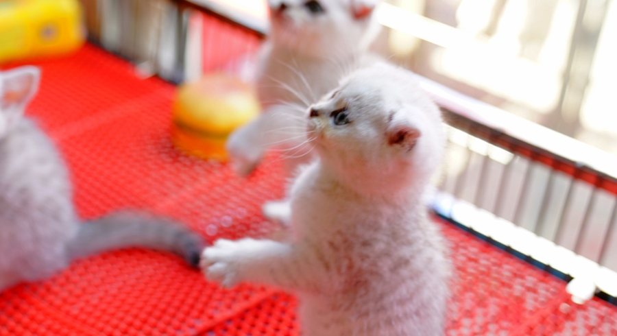 淘气的小猫咪 (共 9 p)