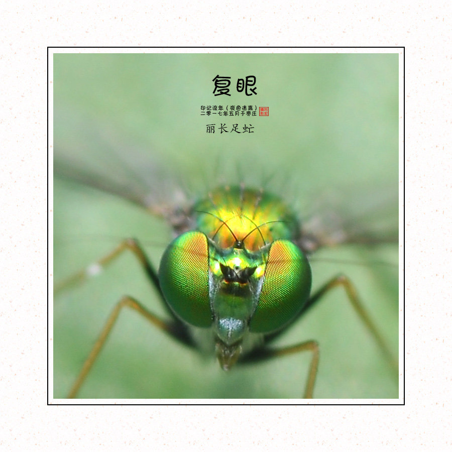 【微观世界--昆虫的复眼摄影图片】生态摄影_太平洋电脑网摄影部落