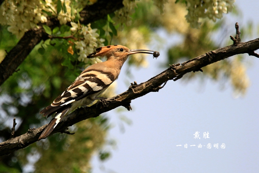 鸟——京城再拍【戴胜】(哺育幼. (共p)