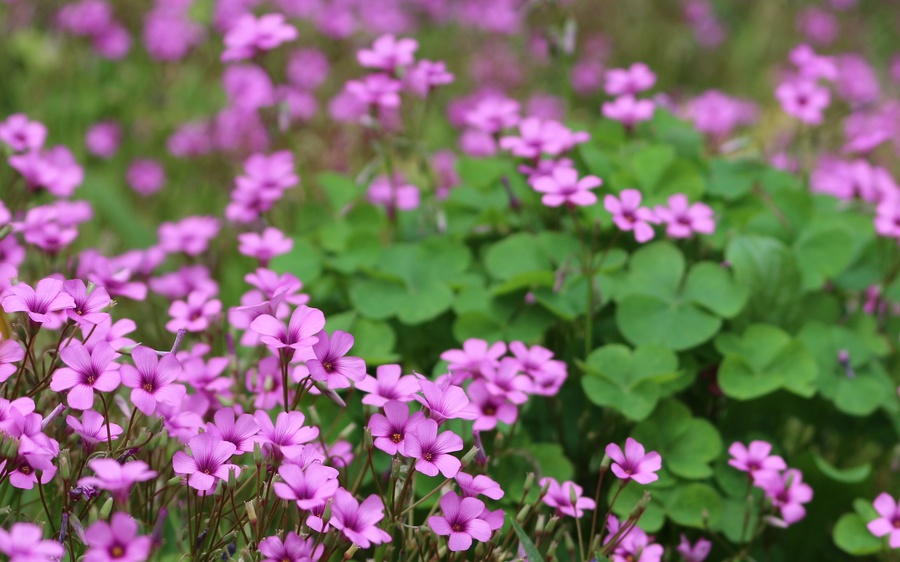 小花小草