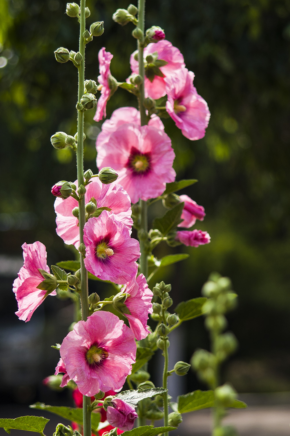 节节高