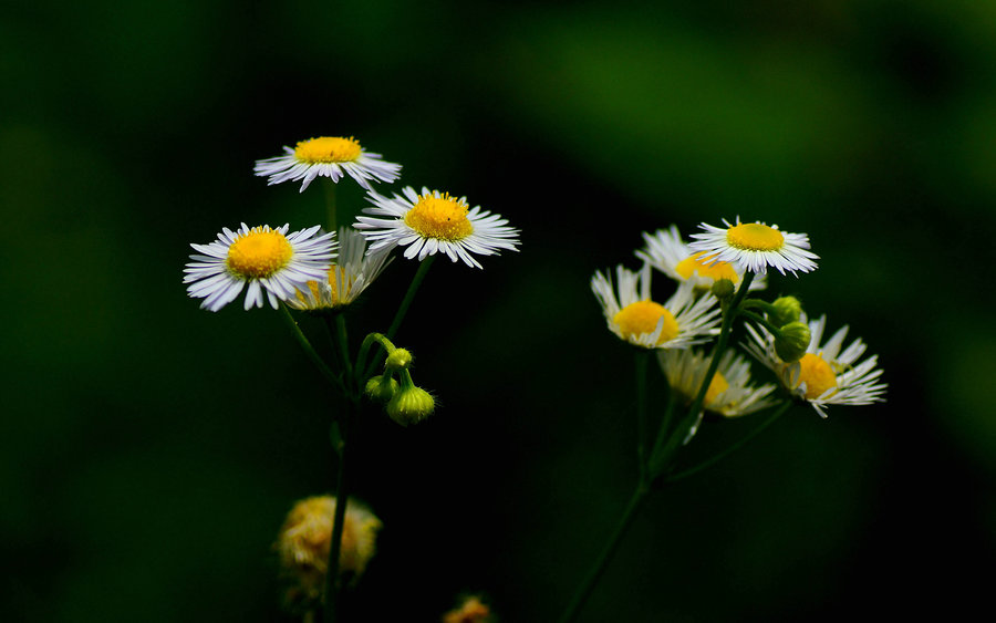 雏菊