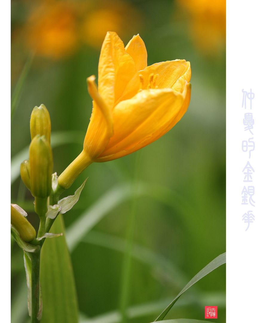 仲夏时节(蔷薇,睡莲,萱草)花开