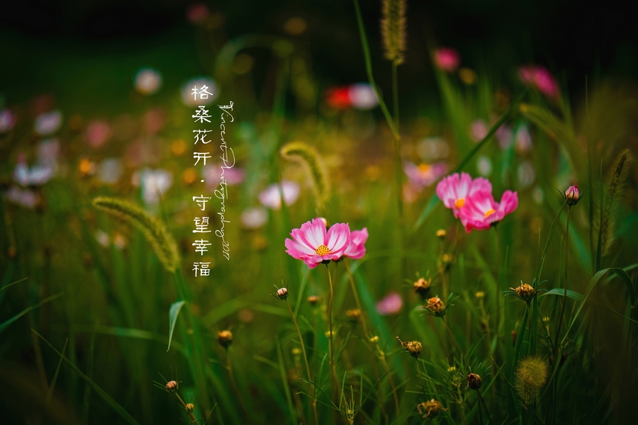 格桑花开·守望幸福 (共 10 p)