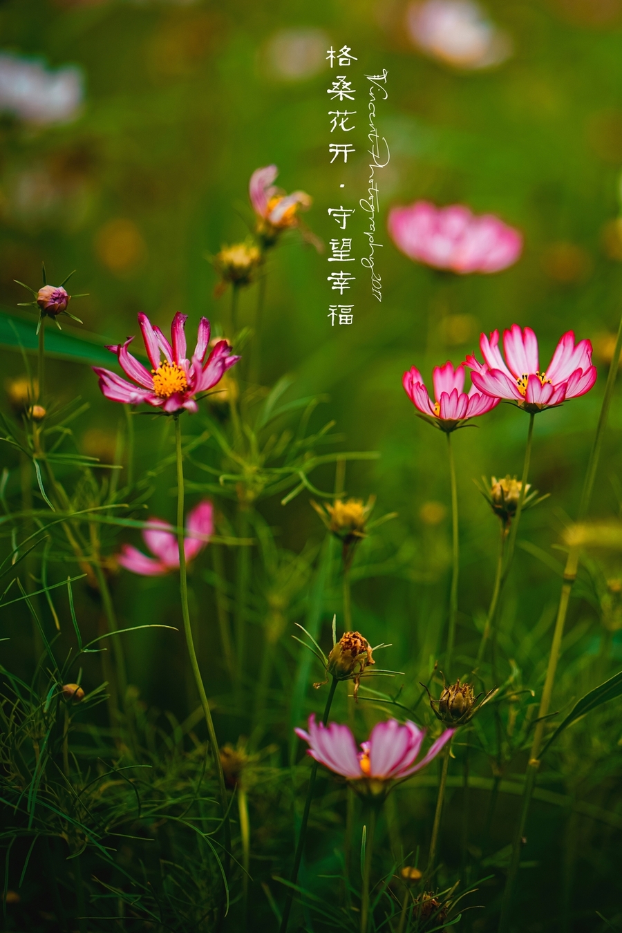 格桑花开·守望幸福 (共 10 p)