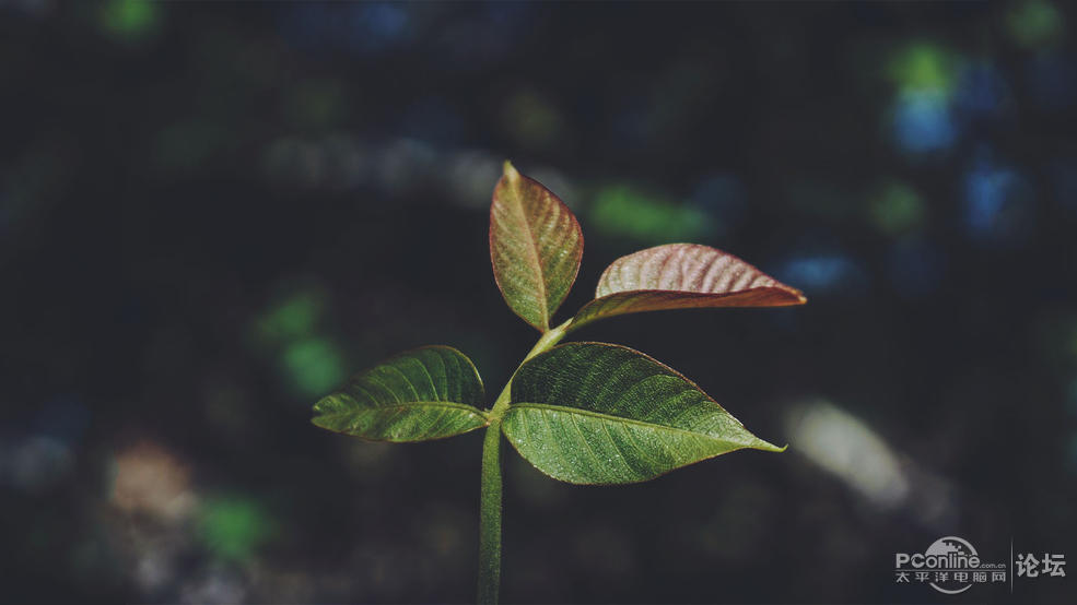 植物壁纸-唯美树叶静物电脑屏保壁纸